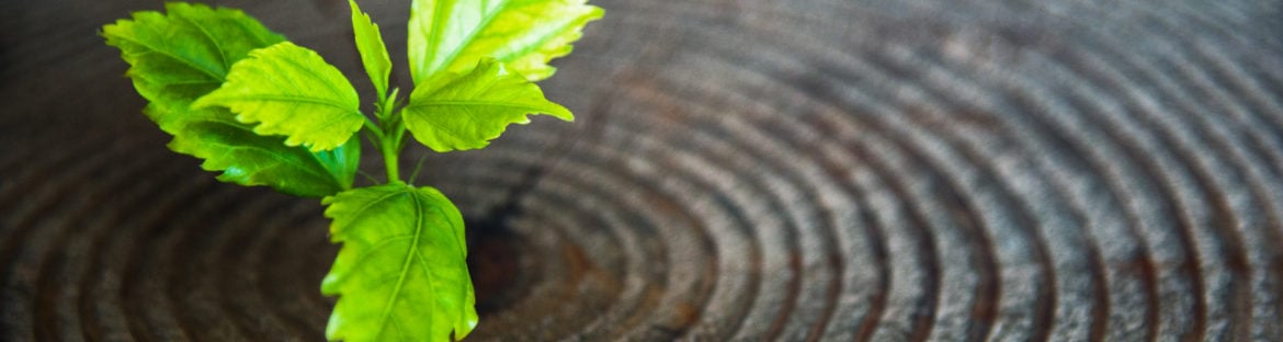 Young green plant seedling grow from old tree stump.