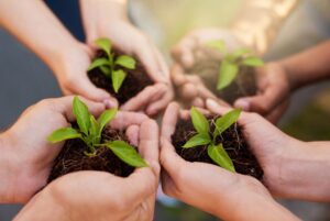 hands holding seedlings in soil